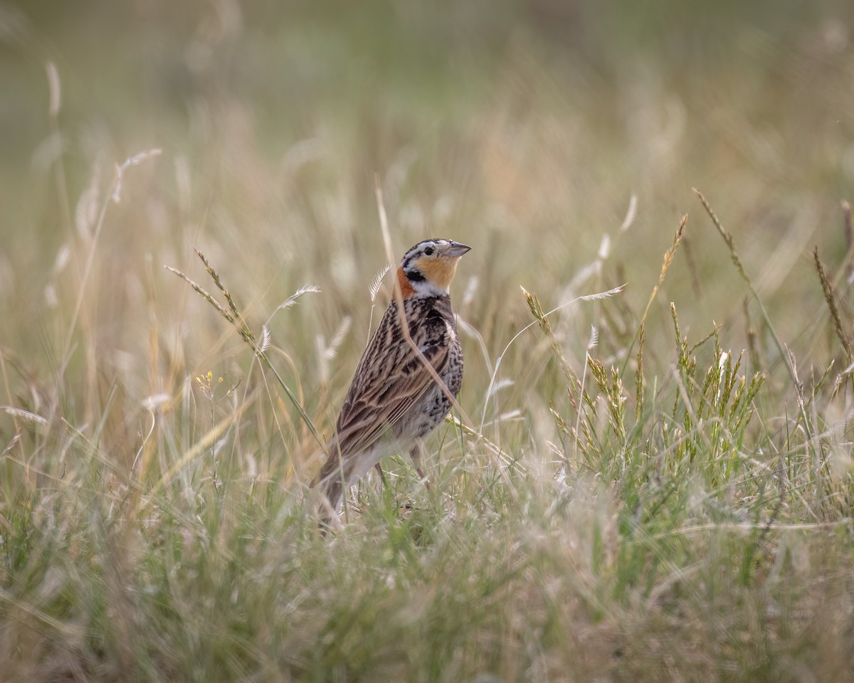 Chestnut-collared Longspur - ML636171370