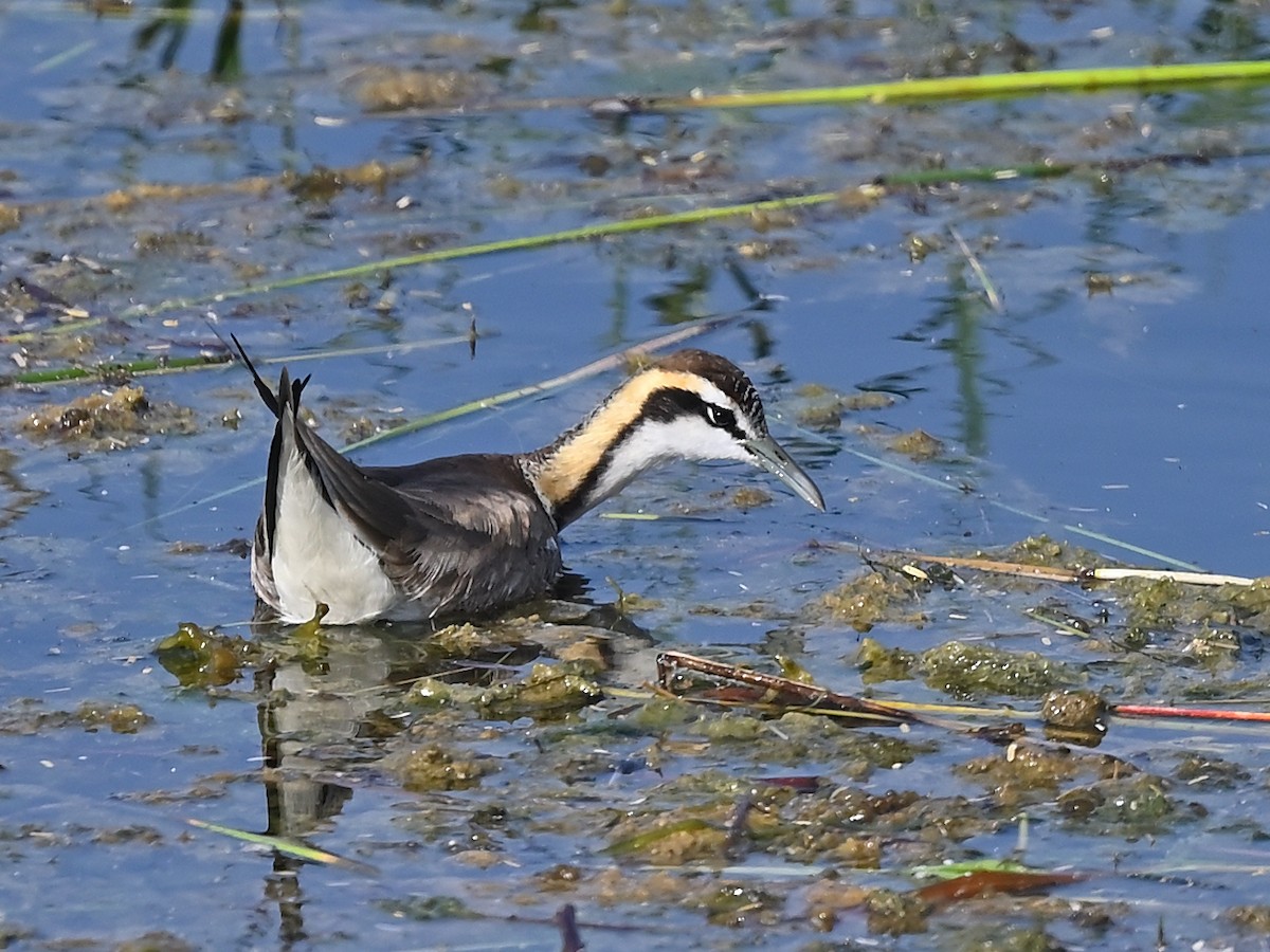 Fasanenblatthühnchen - ML636171380