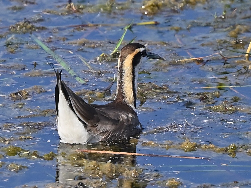 Fasanenblatthühnchen - ML636171381