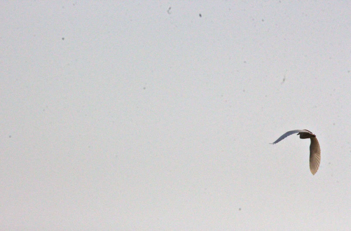 Eastern Cattle-Egret - ML636171392