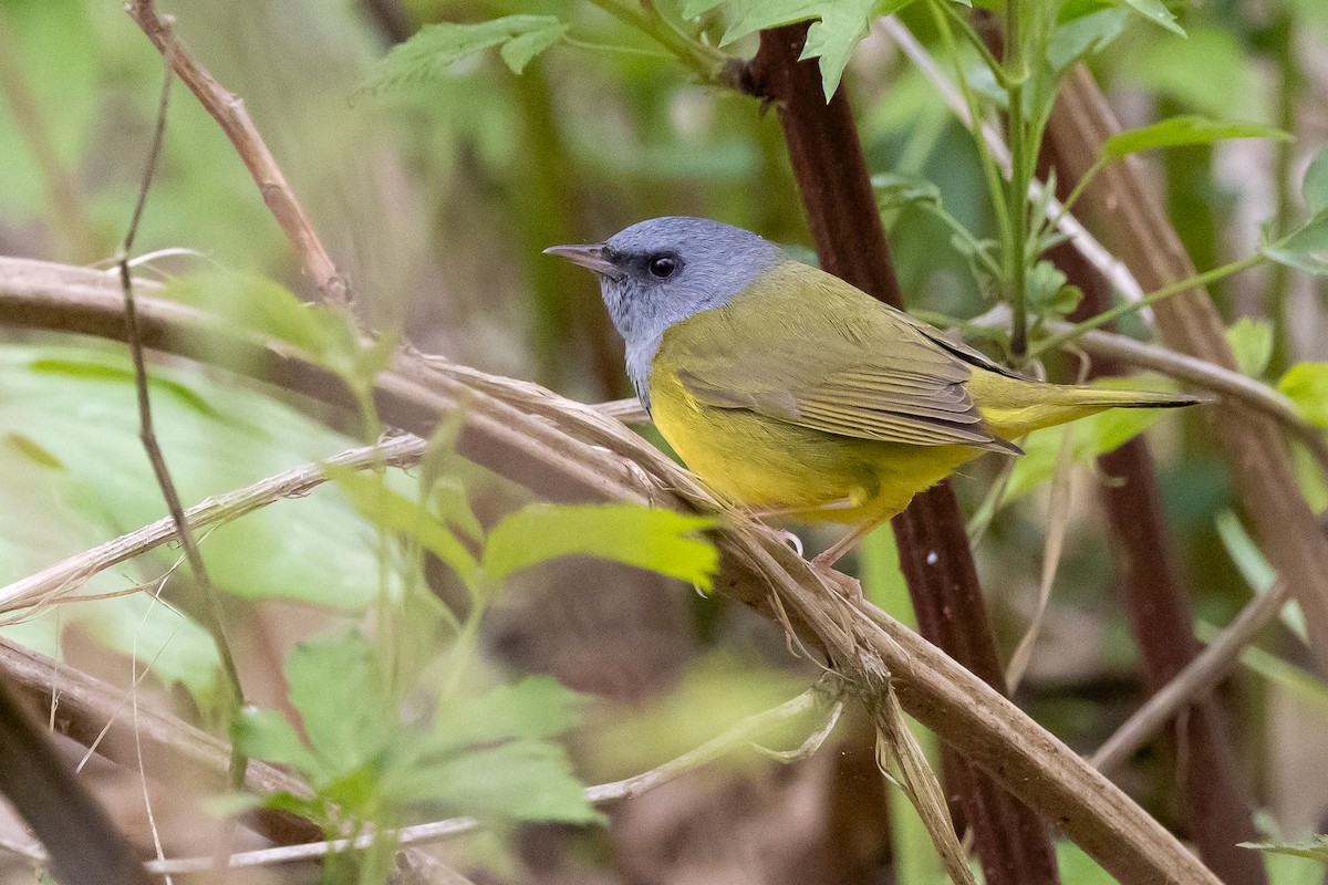 Mourning Warbler - Baxter Beamer