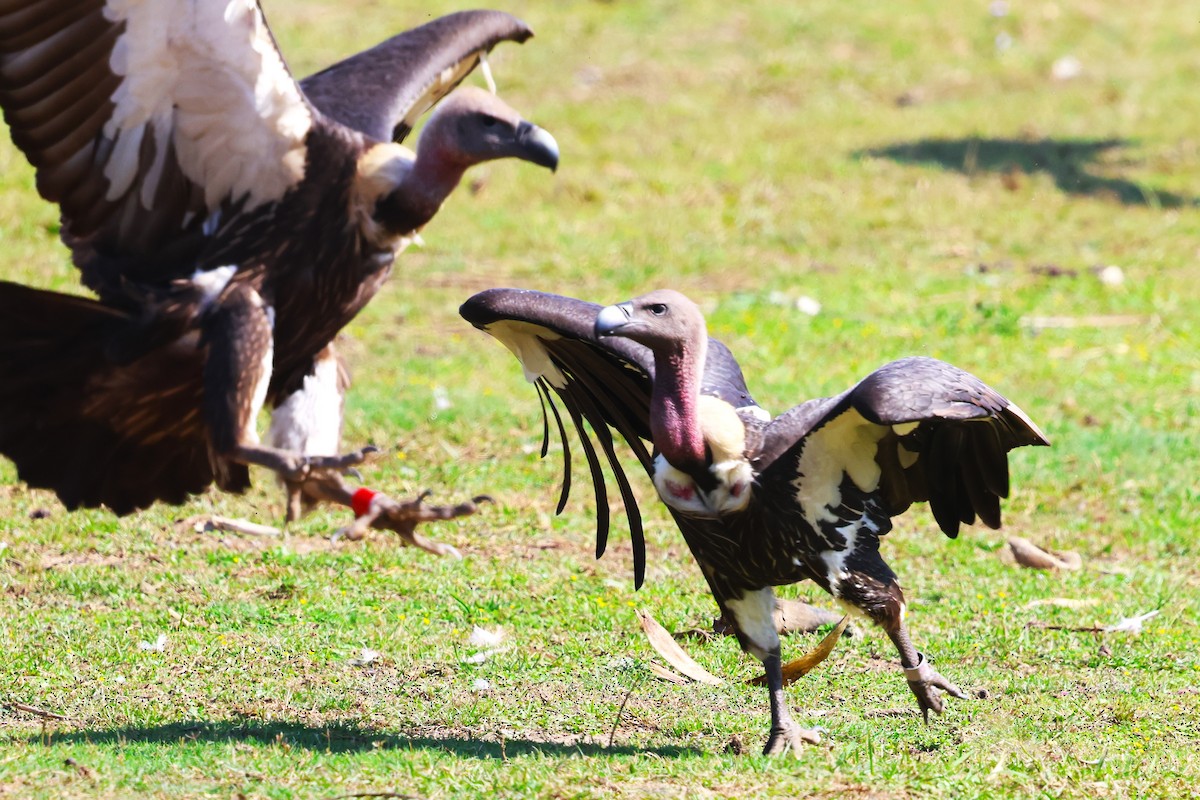 Slender-billed Vulture - ML636171411