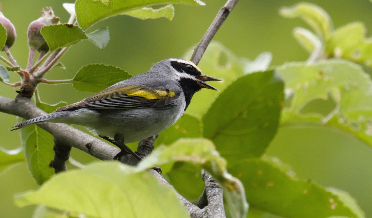 gullvingeparula - ML636171589