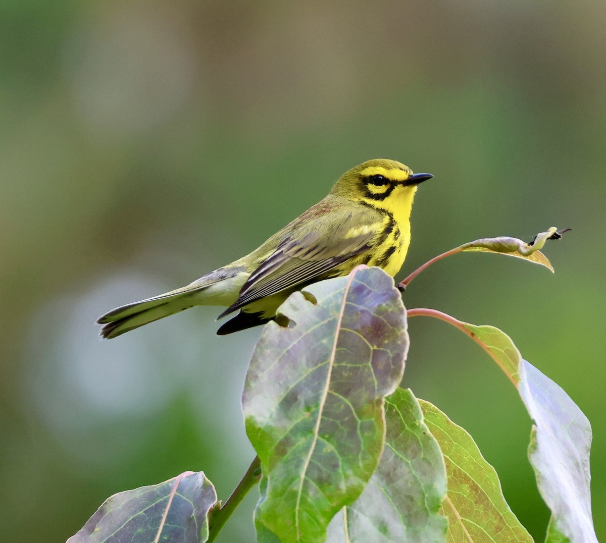 lesňáček pokřovní - ML636171683