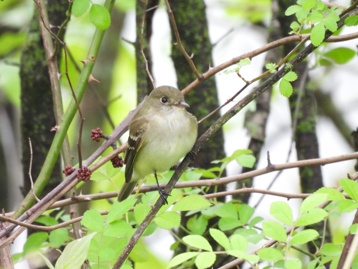 Alder Flycatcher - ML636171788