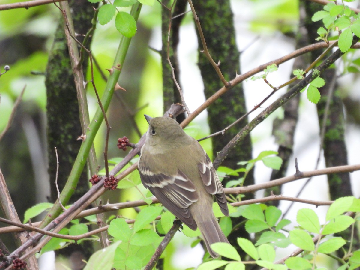 Alder Flycatcher - ML636171789