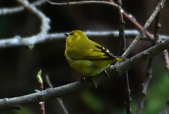 Tibetan Serin - ML636171952