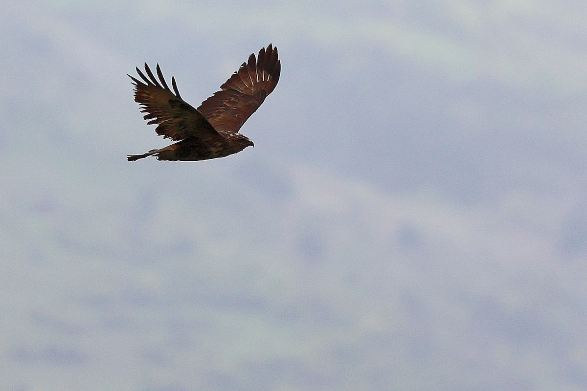 Common Buzzard - ML636171975
