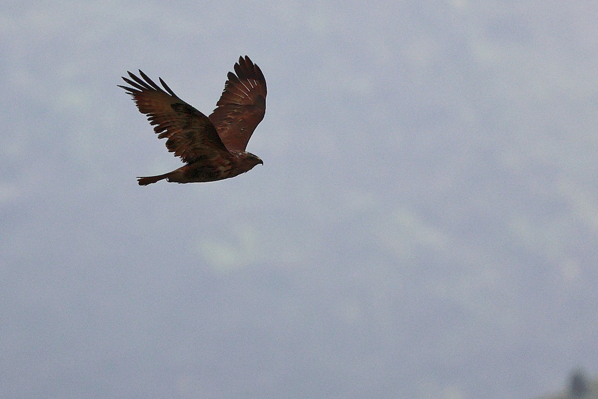 Common Buzzard - ML636171977