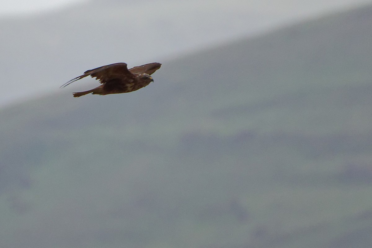Common Buzzard - ML636171981