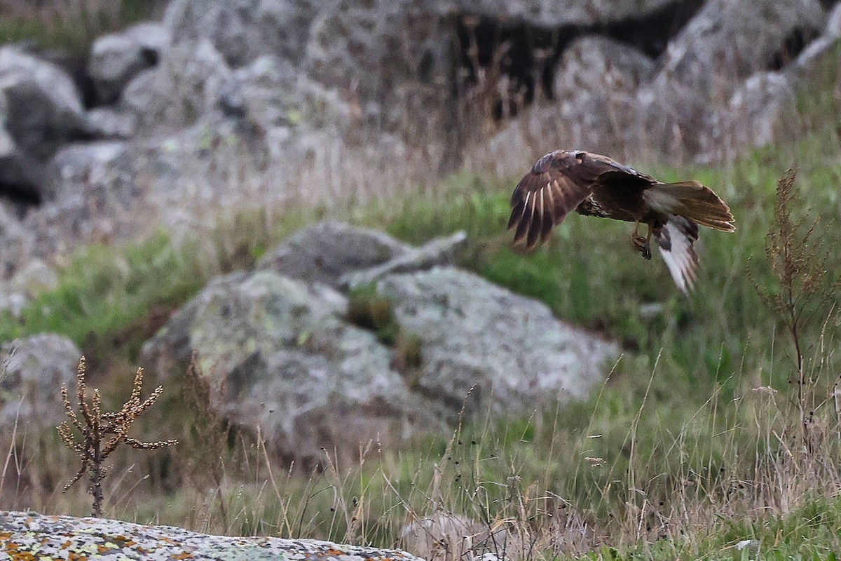 Common Buzzard - ML636171983