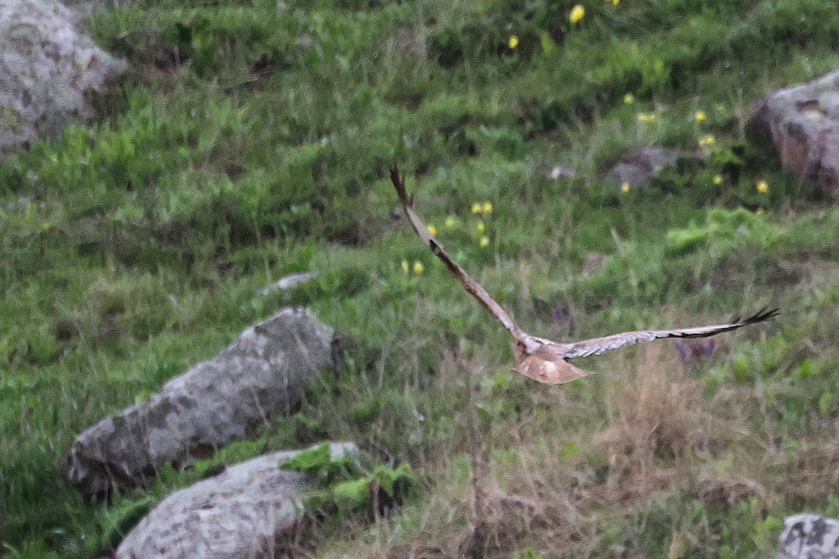 Common Buzzard - ML636172010