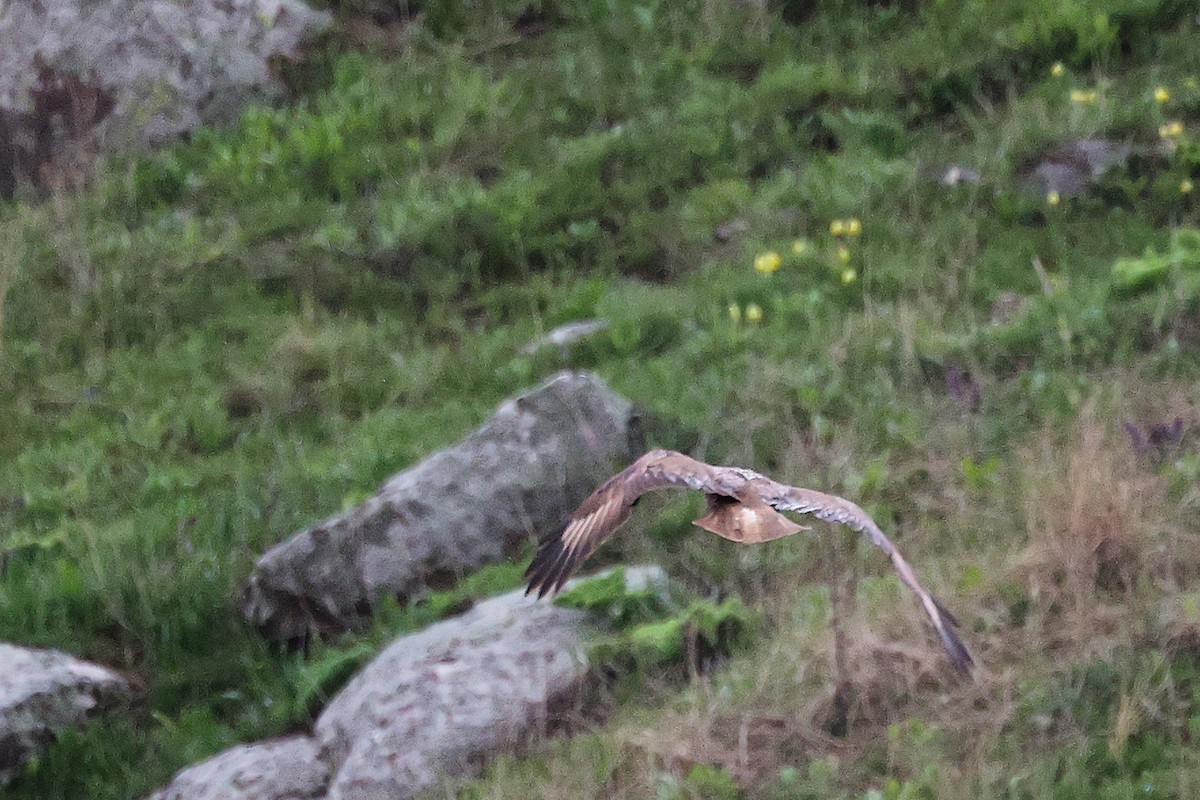 Common Buzzard - ML636172011