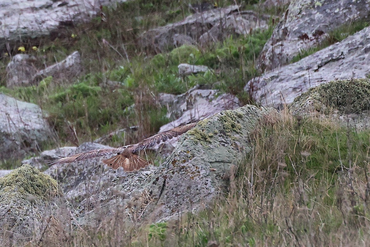 Common Buzzard - ML636172013