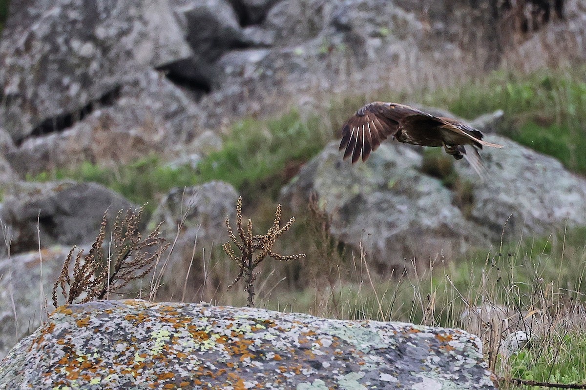 Common Buzzard - ML636172016