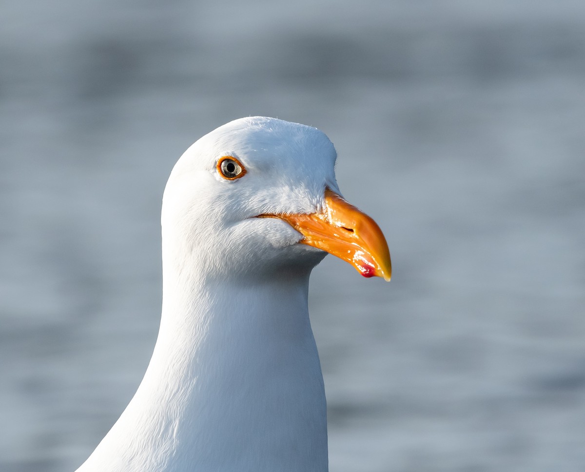 Western Gull - ML636172026