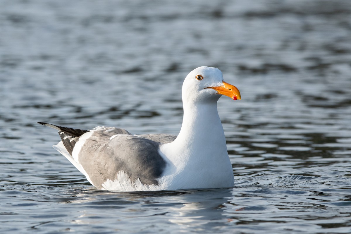 Western Gull - ML636172027