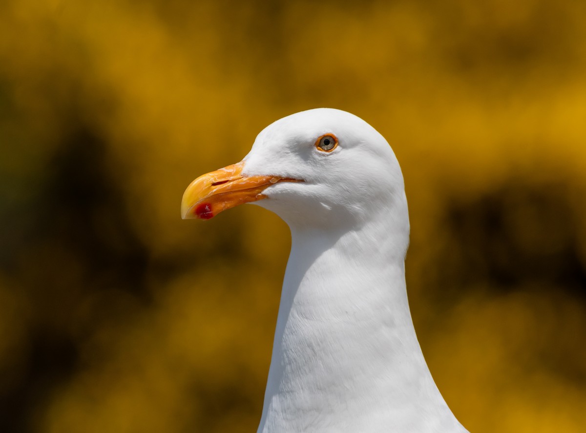 Western Gull - ML636172028