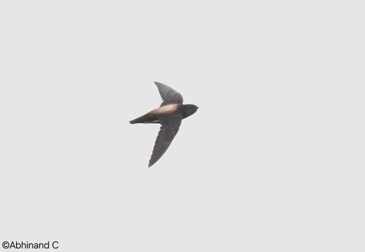 Silver-backed Needletail - ML636172039