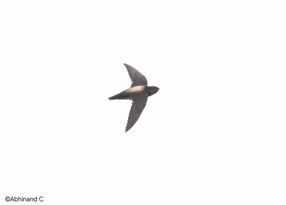 Silver-backed Needletail - ML636172040