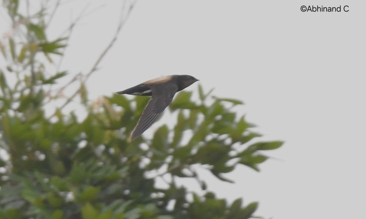 Silver-backed Needletail - ML636172041