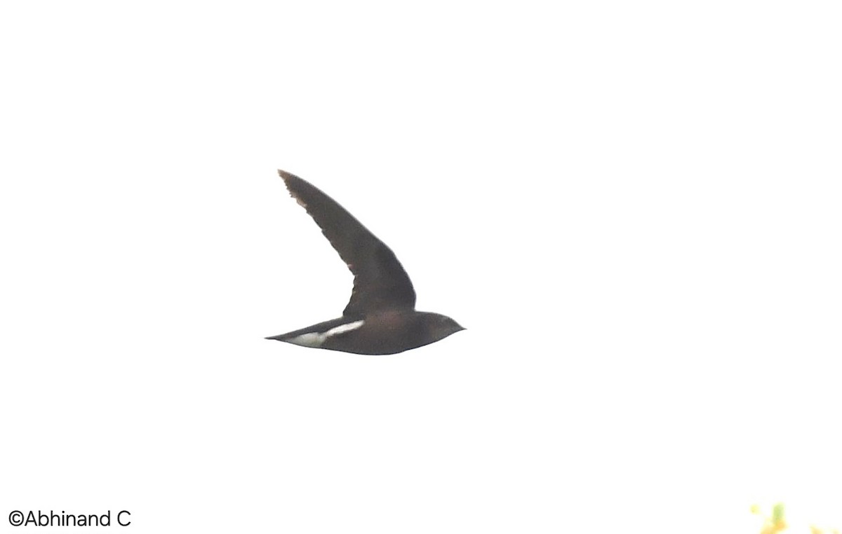 Silver-backed Needletail - ML636172042