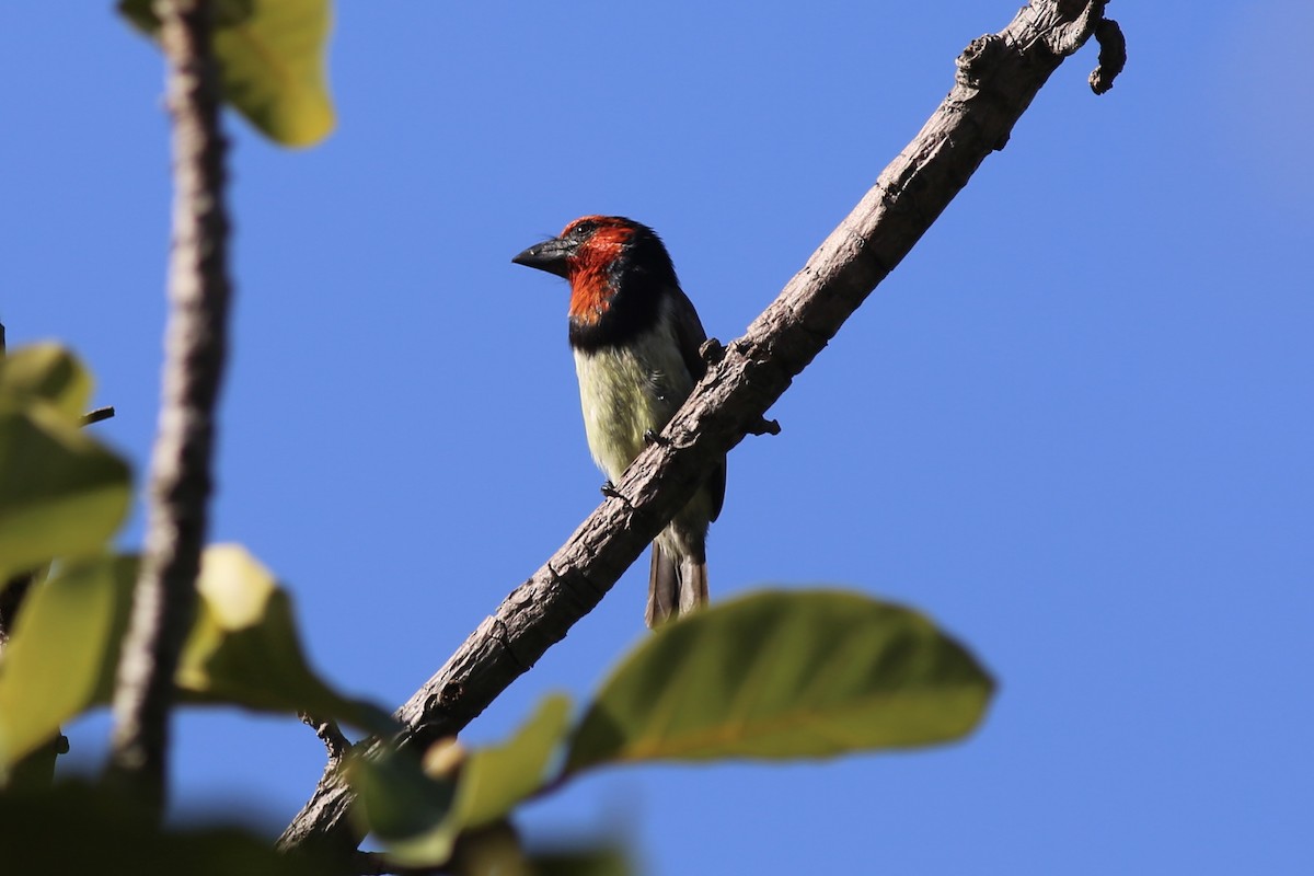 Black-collared Barbet - ML636172151