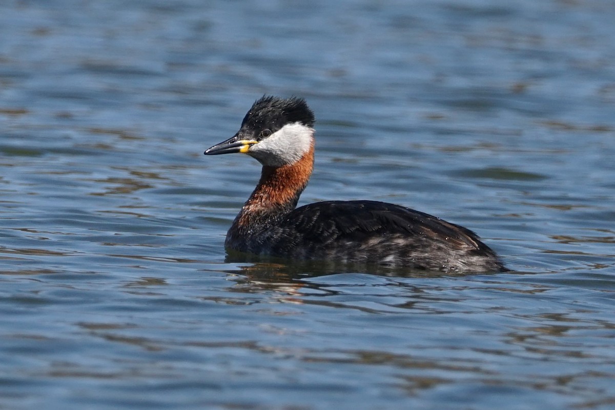 Red-necked Grebe - ML636172188