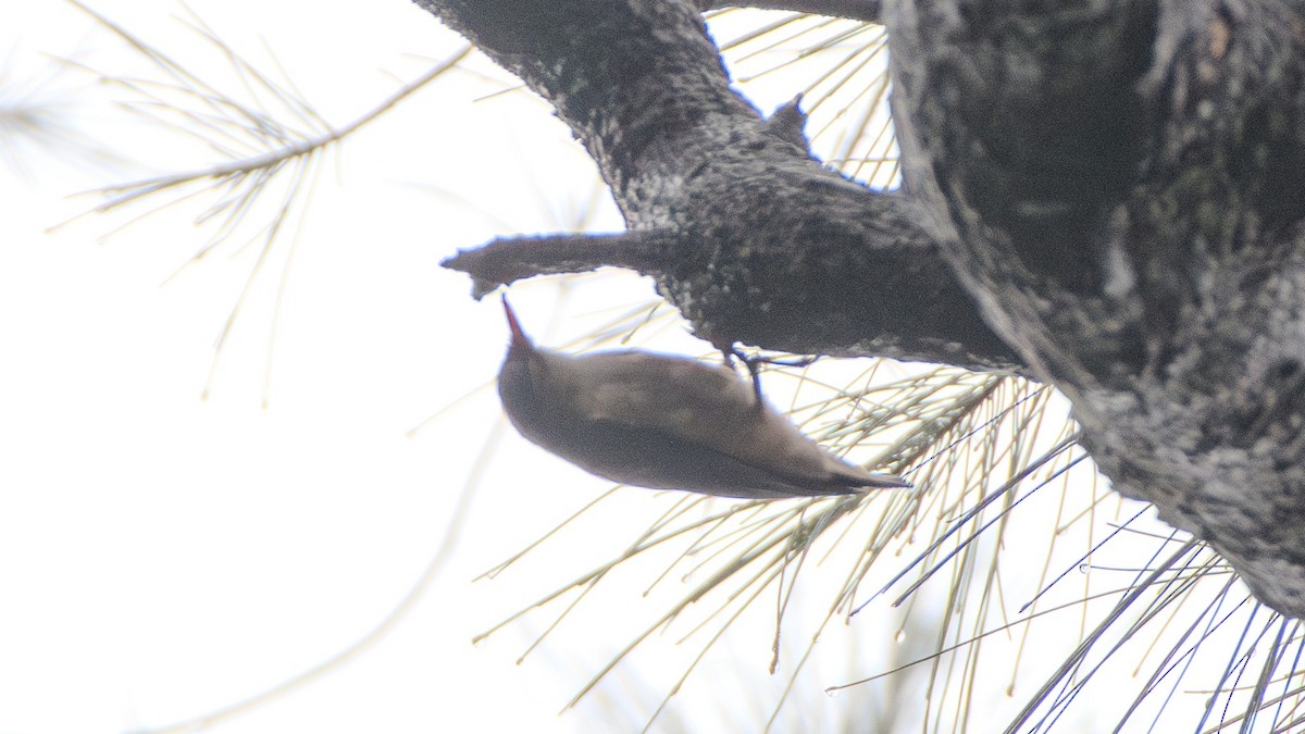 Velvet-fronted Nuthatch - ML636172194
