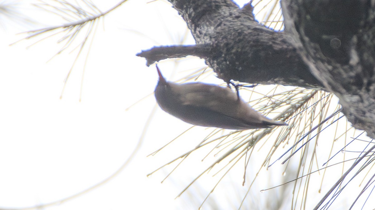 Velvet-fronted Nuthatch - ML636172195