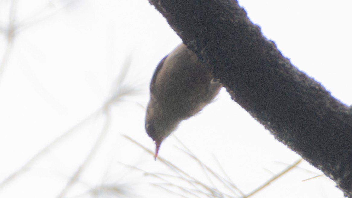 Velvet-fronted Nuthatch - ML636172196