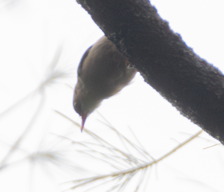 Velvet-fronted Nuthatch - ML636172197