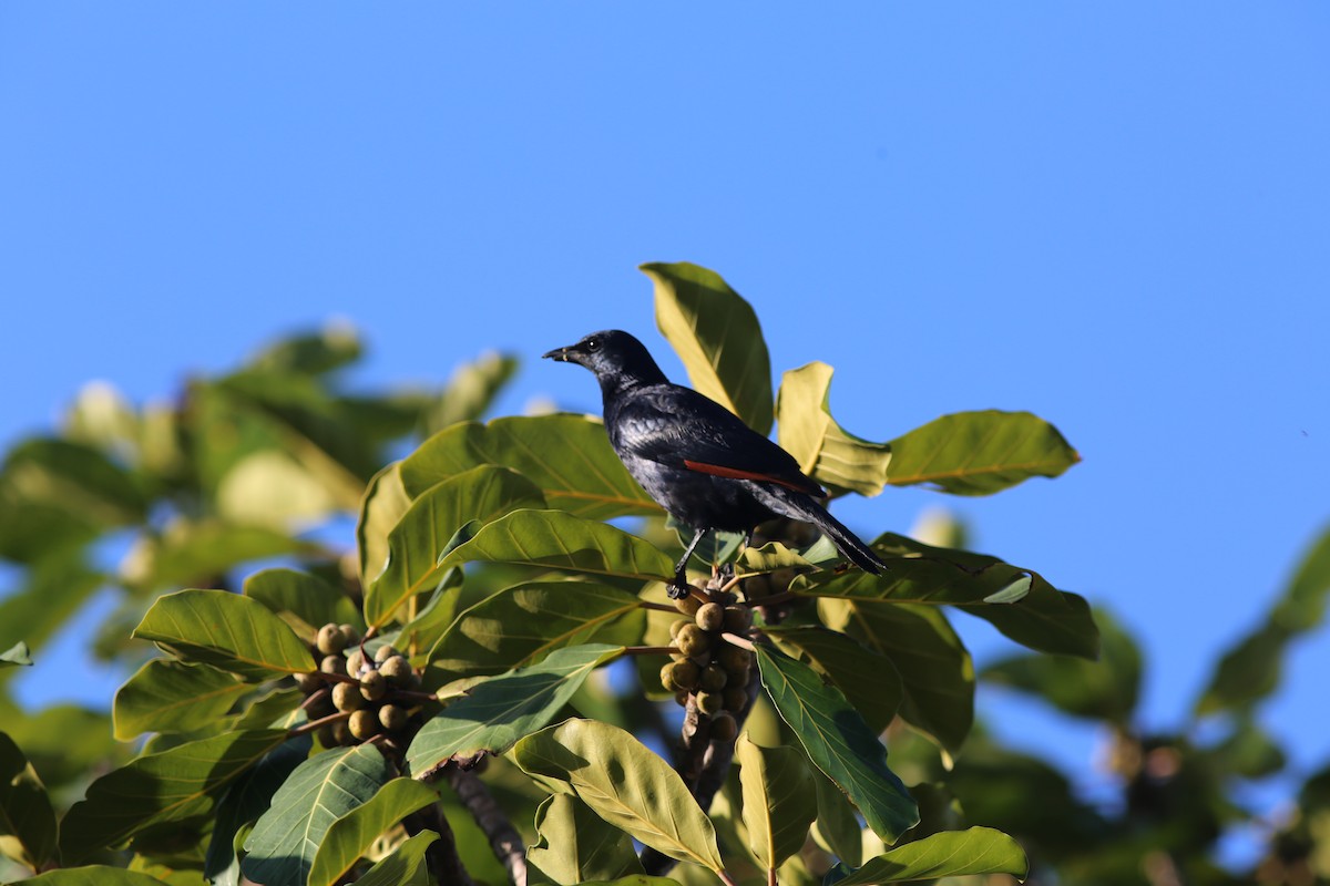 Red-winged Starling - ML636172239