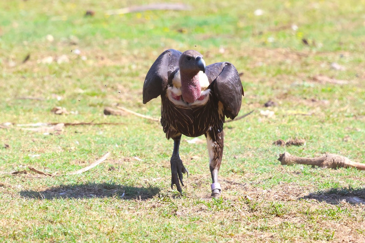 Slender-billed Vulture - ML636172249