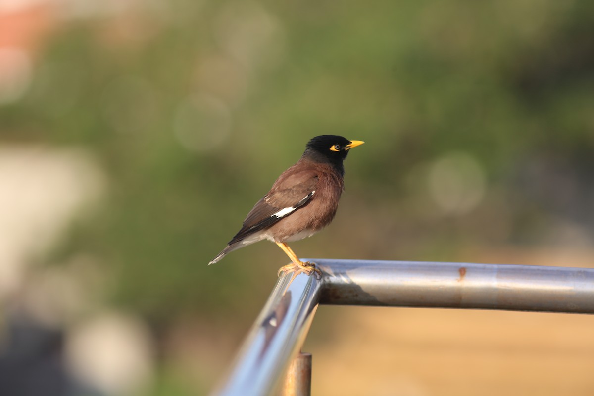 Common Myna - ML636172275