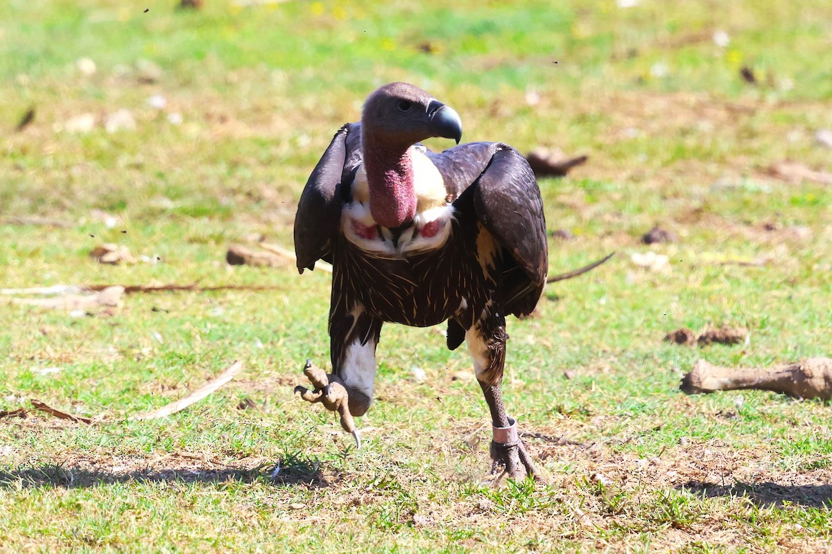 Slender-billed Vulture - ML636172281