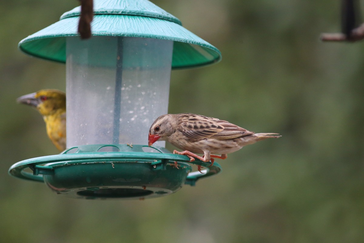 Red-billed Quelea - ML636172381