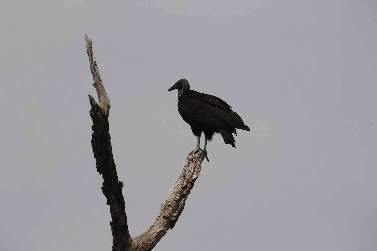 Black Vulture - ML636172403