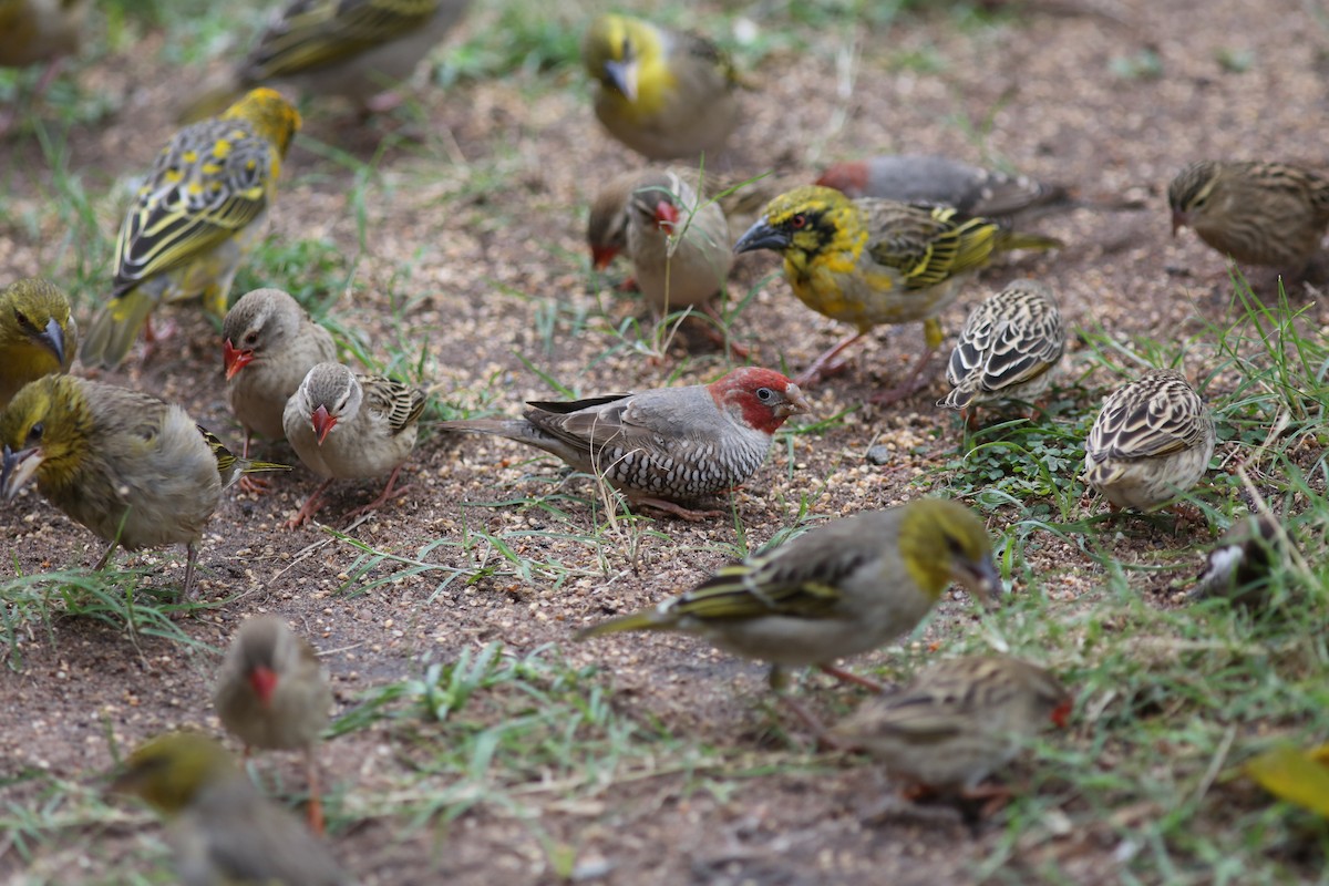 Red-headed Finch - ML636172406