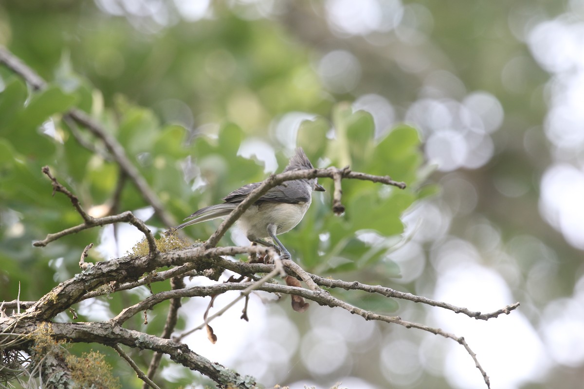 Tufted Titmouse - ML636172414