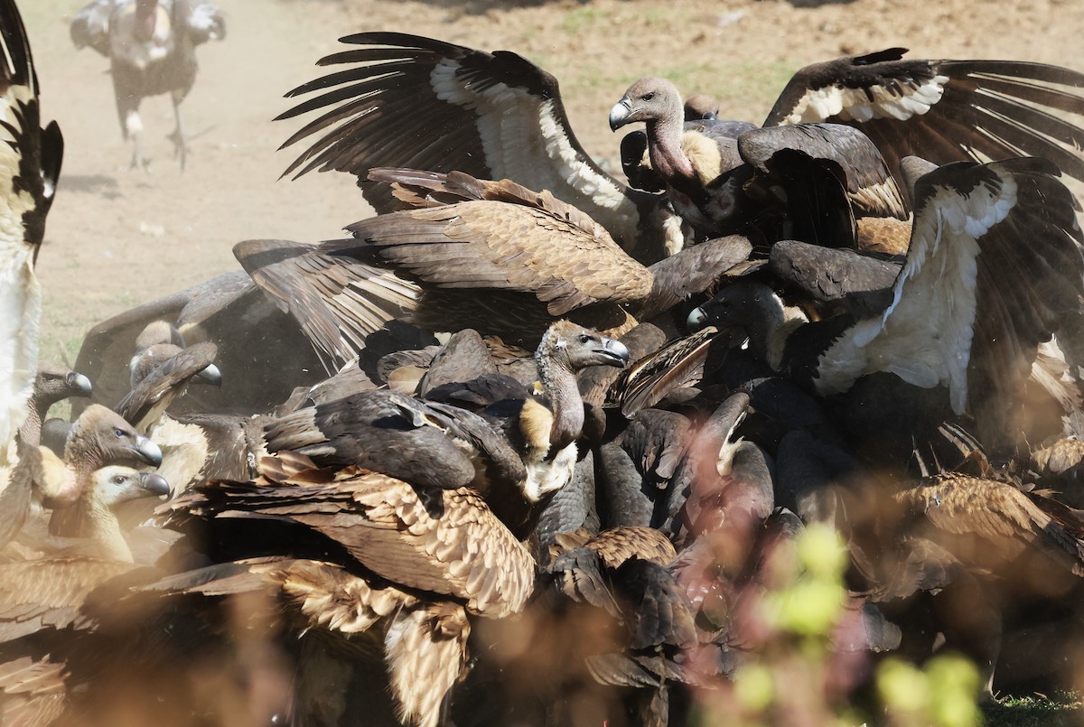 Slender-billed Vulture - ML636172421