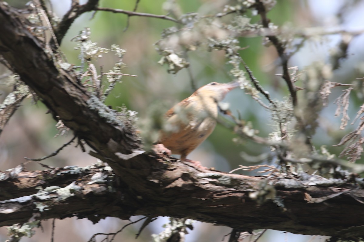 Carolina Wren - ML636172426