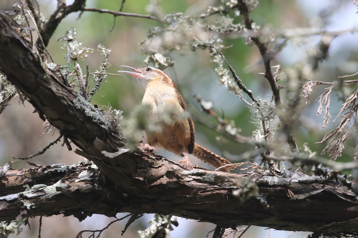 Carolina Wren - ML636172427