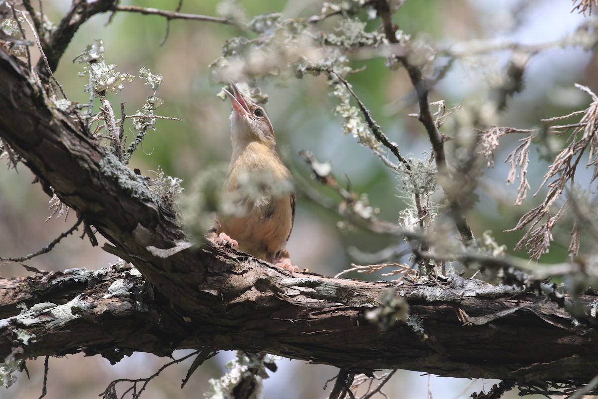 Carolina Wren - ML636172428