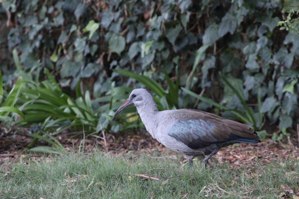 Hadada Ibis - ML636172433
