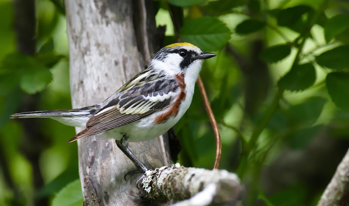 brunsideparula - ML636172461