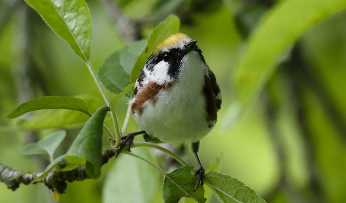 brunsideparula - ML636172481