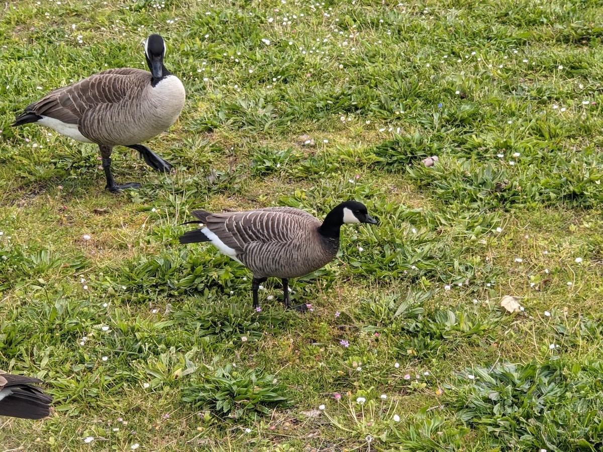 berneška malá (ssp. minima) - ML636172503