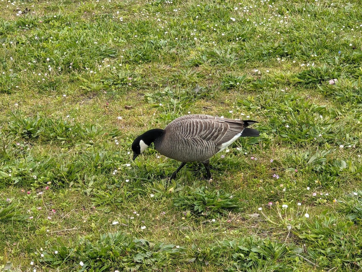 berneška malá (ssp. minima) - ML636172504