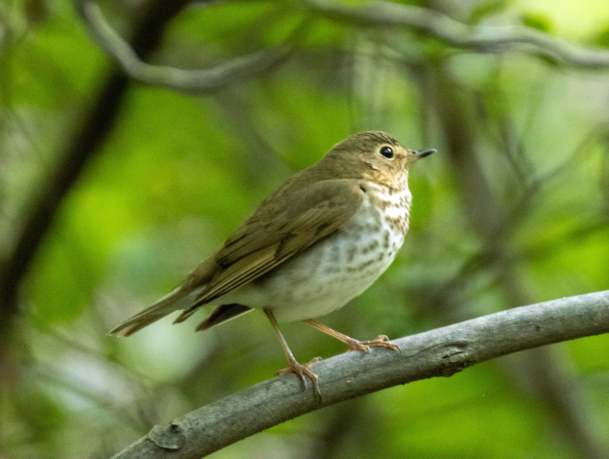 Swainson's Thrush - ML636172530